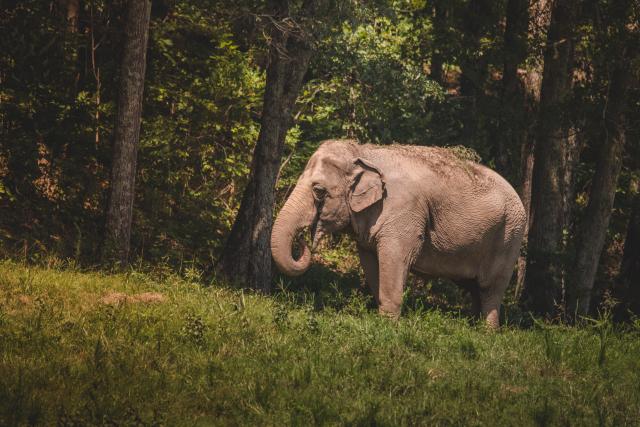 Asian Elephant Grazing on Grass at The Elephant Sanctuary in Tennessee